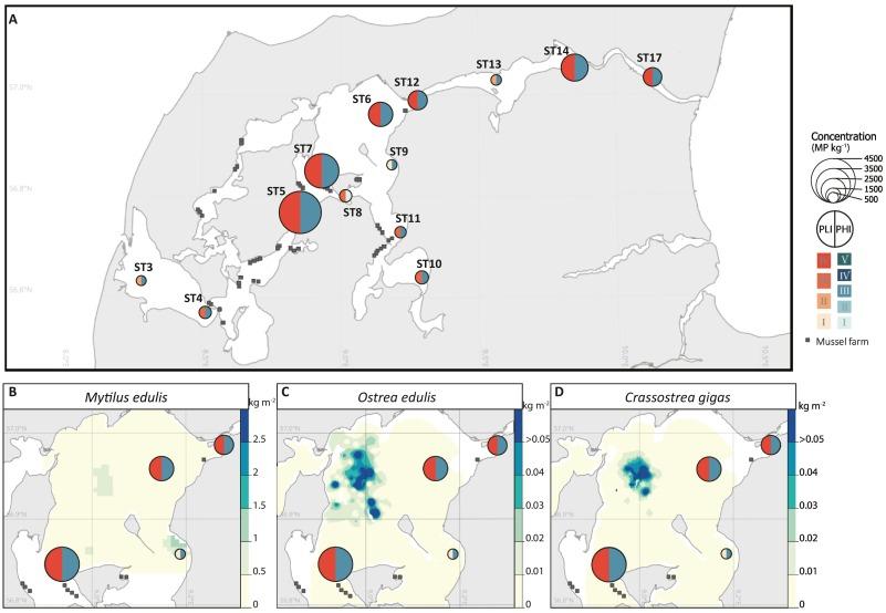 llustration: Figure A shows the amount of microplastics in the sediments of the Limfjord and the levels of pollution. The map also indicates the locations of the shellfish farms. Figures B-D display the quantity of microplastics and pollution in Løgstør Bredning, along with the density of benthic filter-feeding animals in 2020.
